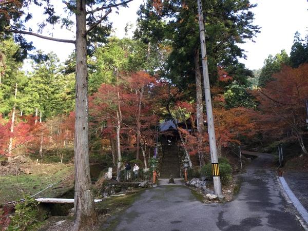 階段の両脇や周りに咲くモミジの木や緑の木々の写真