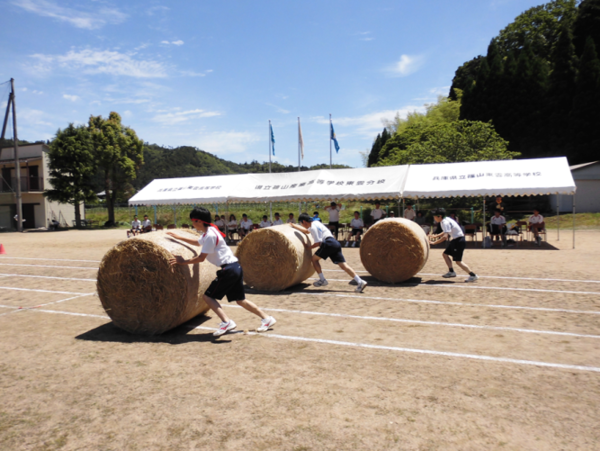 緑と青と、赤のはちまきを頭に巻いた生徒が、大きな俵を転がし競い合っている写真