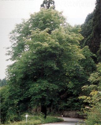 原のトチノキの写真