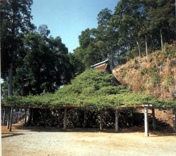 宮田の五葉松の写真