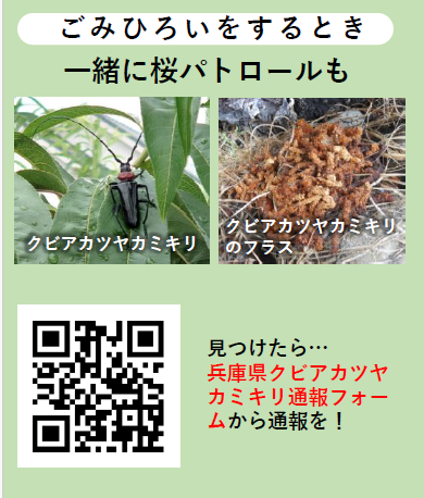 ごみひろいをするとき 一緒に桜パトロールも