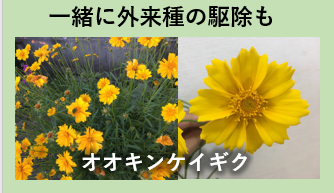ごみひろいをするとき 一緒に外来種の駆除も