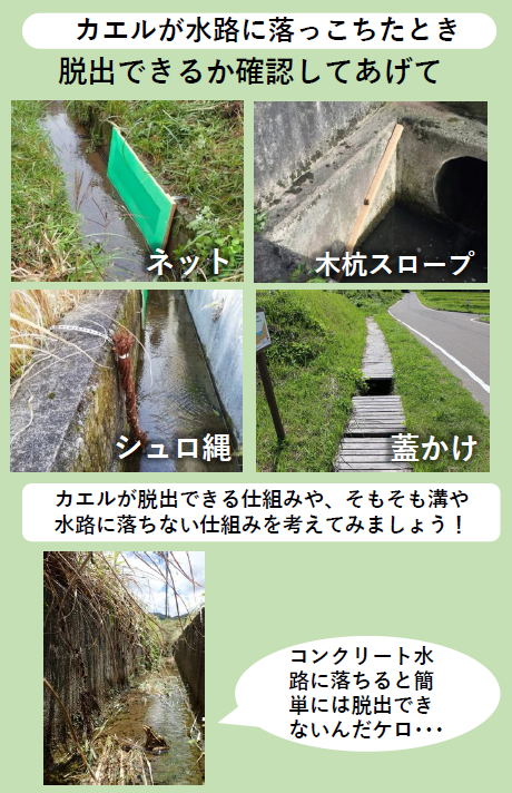 カエルが水路に落っこちたとき 脱出できるか確認してあげて