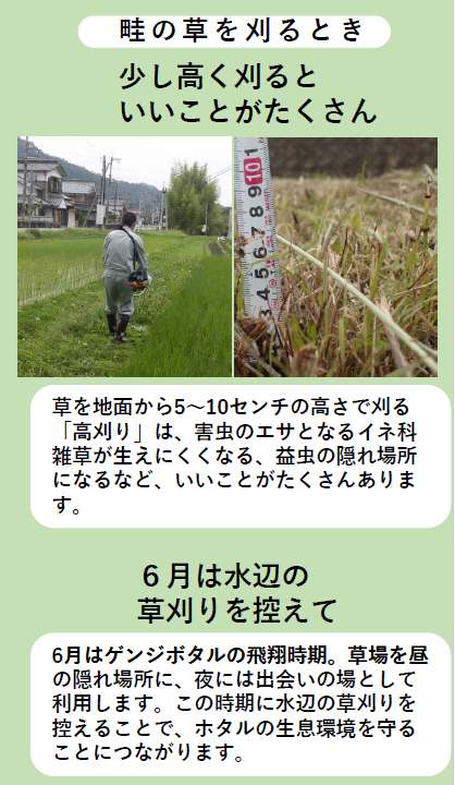 草刈りの時 少し高く刈るといいことがたくさん 6月は水辺の草刈りを控えて