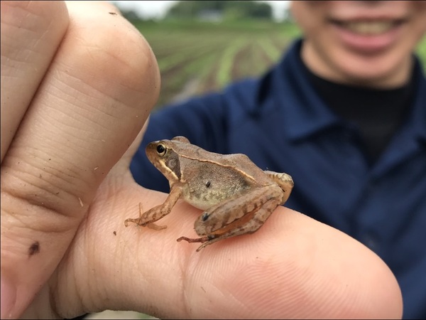 田んぼのカエル調査実施中 ささやま写真新聞 丹波篠山市