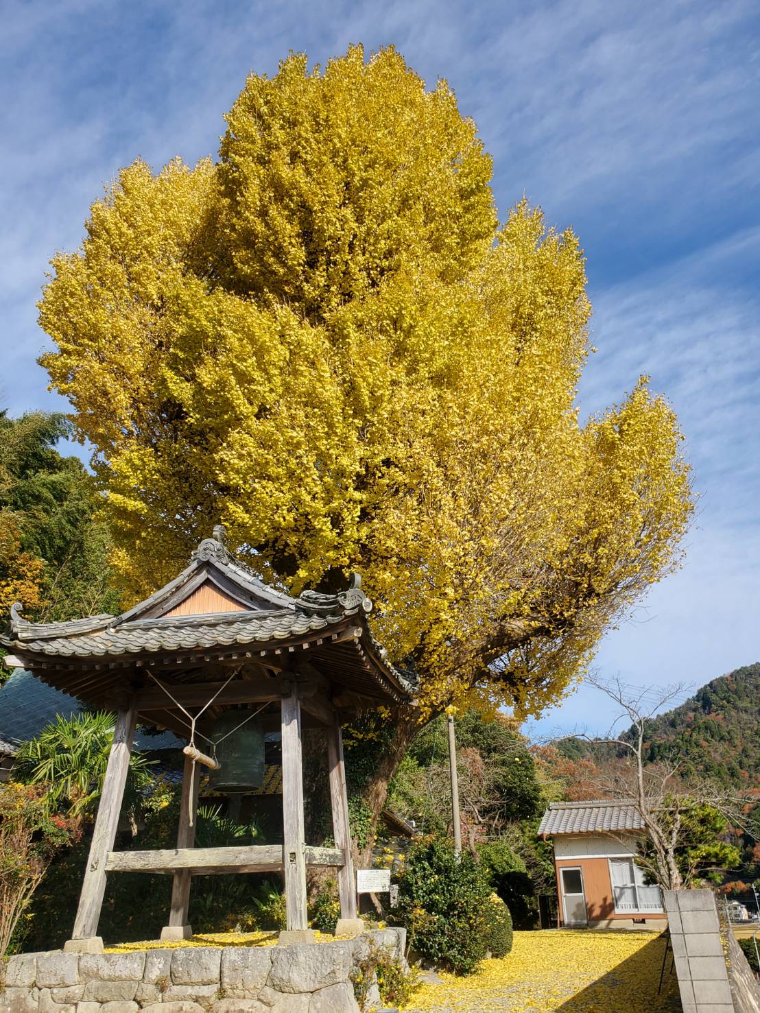 浄福寺の大銀杏