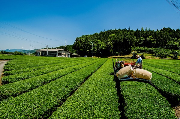 茶畑の真ん中で機械を手に茶を摘み取る風景