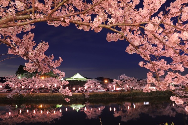 外堀から夜桜ライトアップ越しに大書院を見た写真