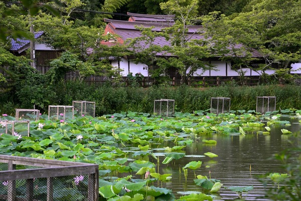 堀の中で美しく成長するハスのを撮った写真