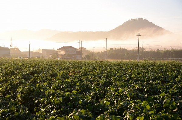 高城山のふもとに霧がでて、その前面に広がる黒豆の畑
