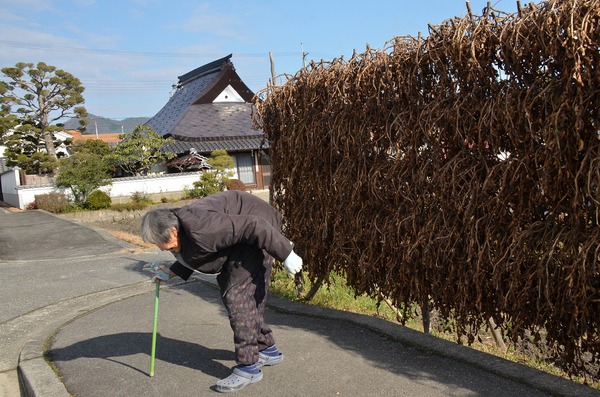 黒豆のさやが干してある前を歩く女性の姿を撮った写真