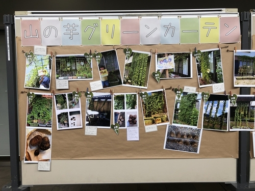 山の芋で作られたグリーンカーテンの写真がパネルに展示されている。