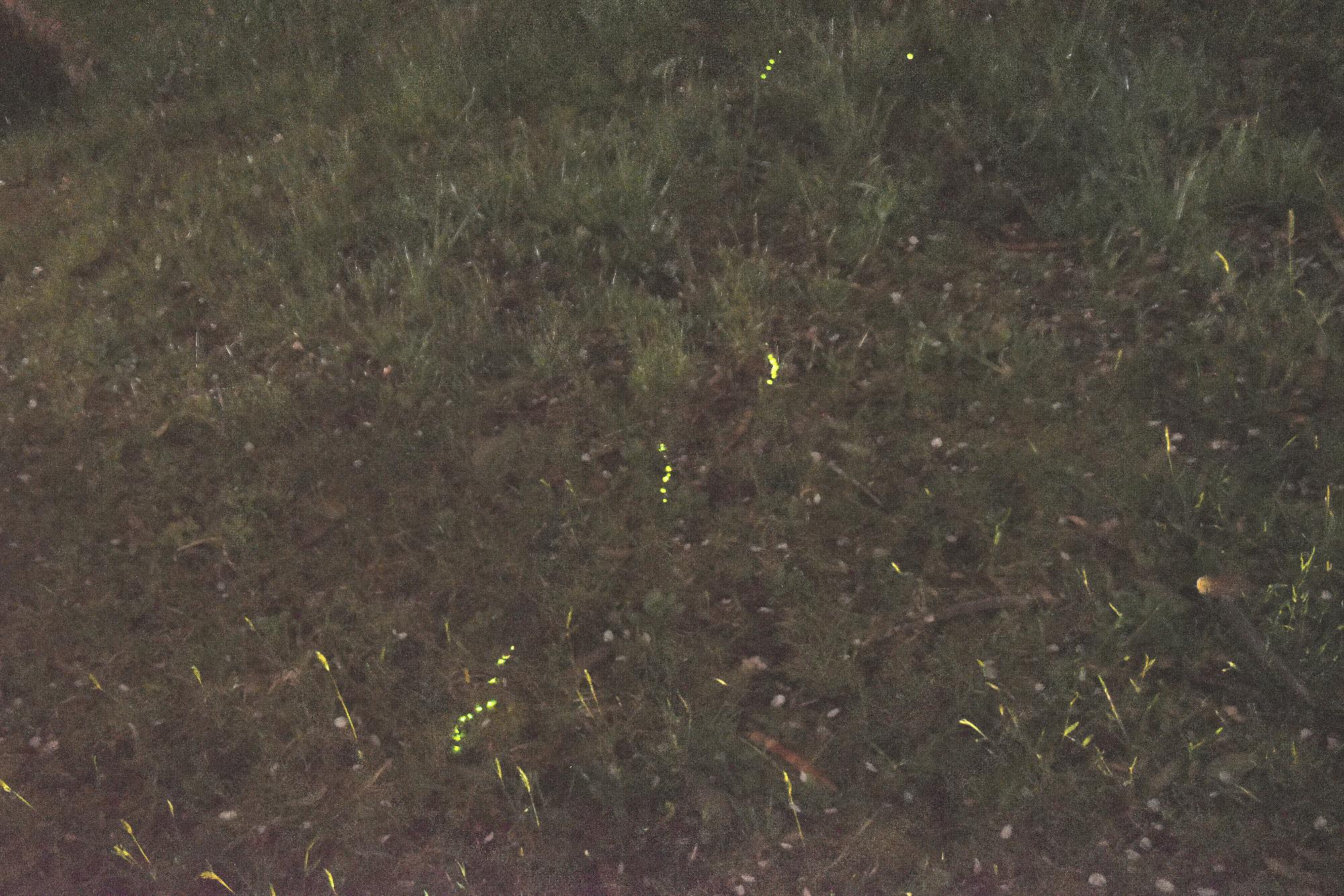 ゲンジボタル幼虫の上陸（フォト＠丹波篠山）