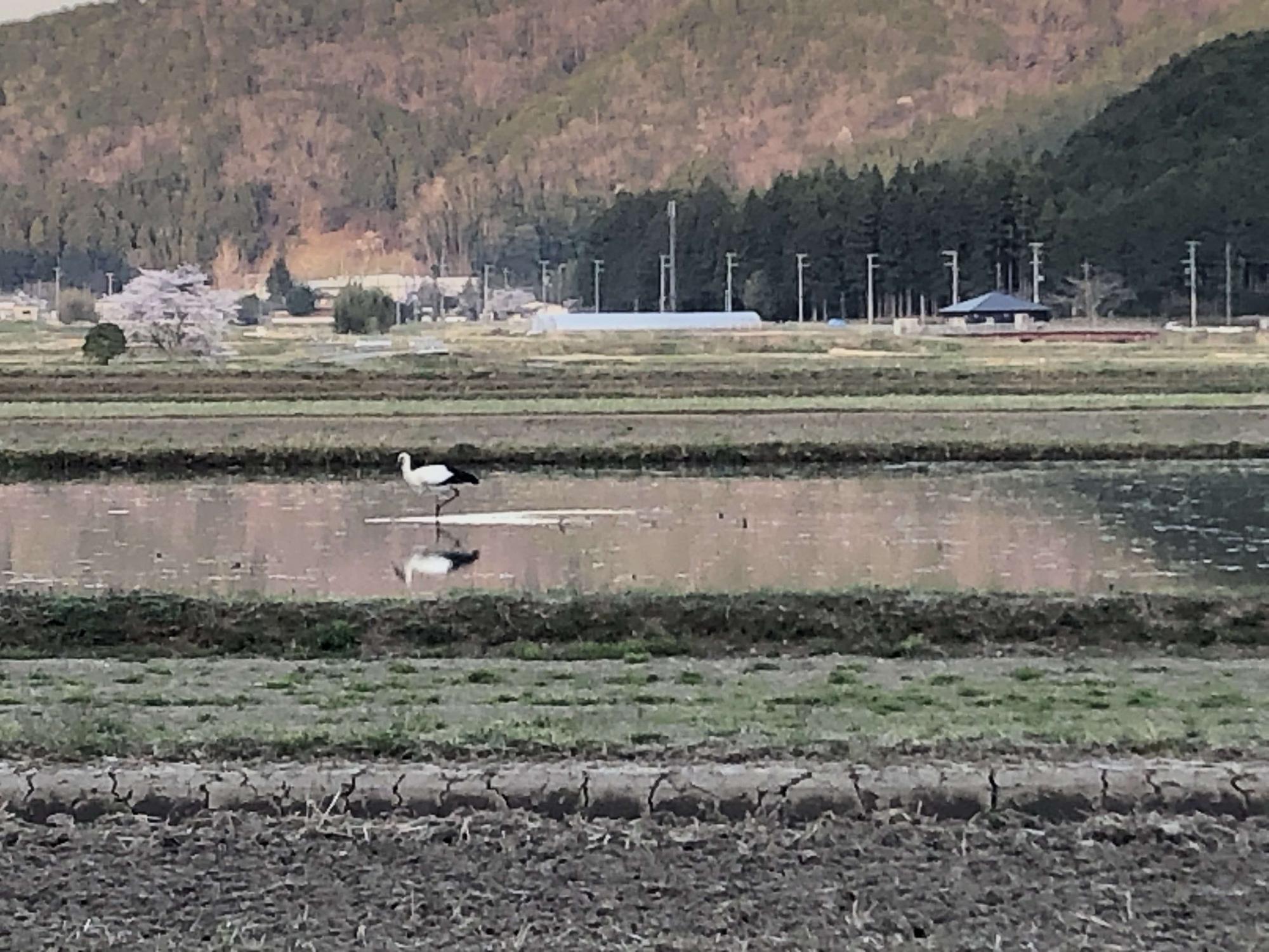 田んぼの真ん中でコウノトリが歩いている様子の写真