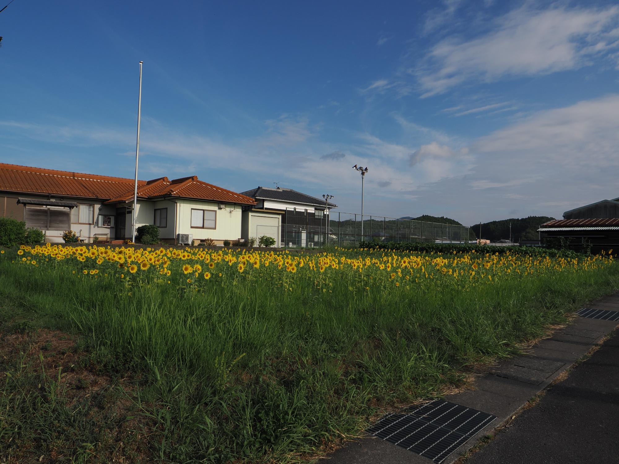 20280812himawari1