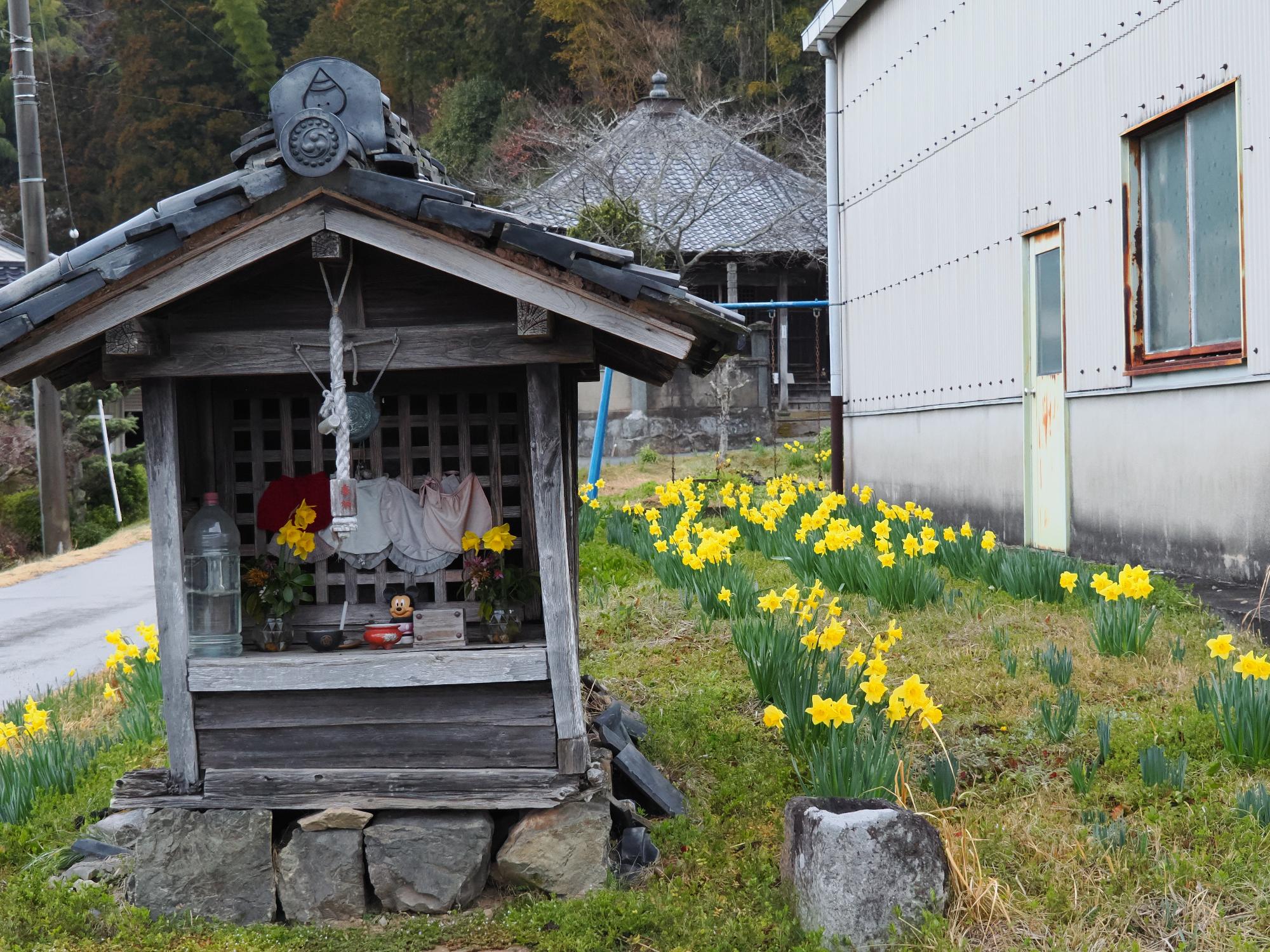ラッパスイセンの集落（フォト＠丹波篠山）