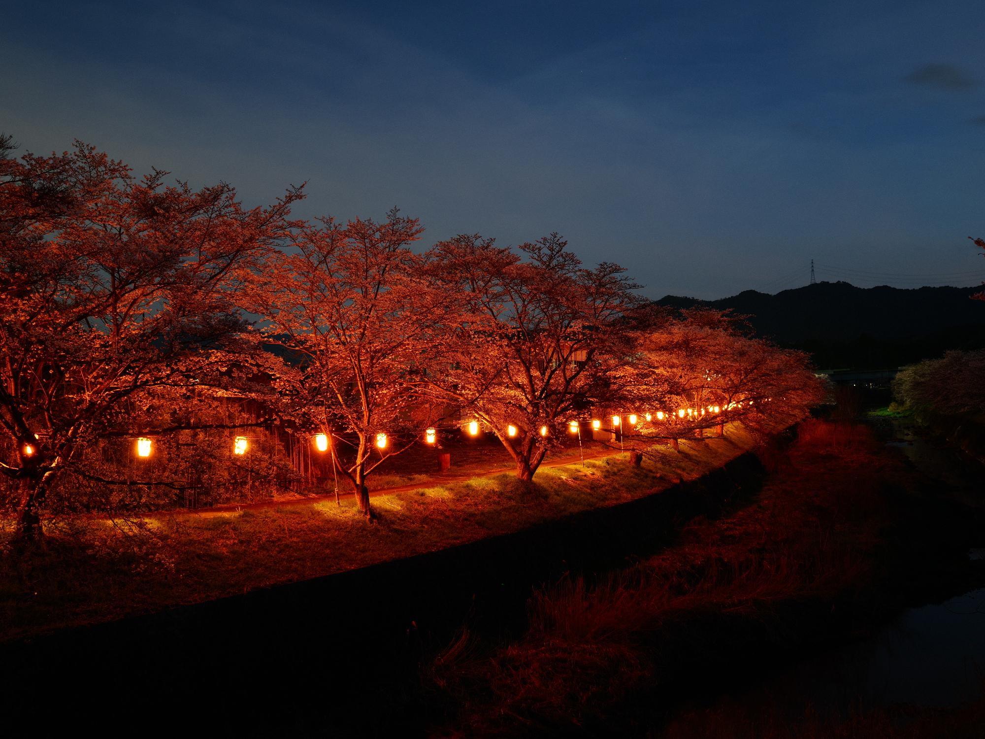 宮田川の桜並木1