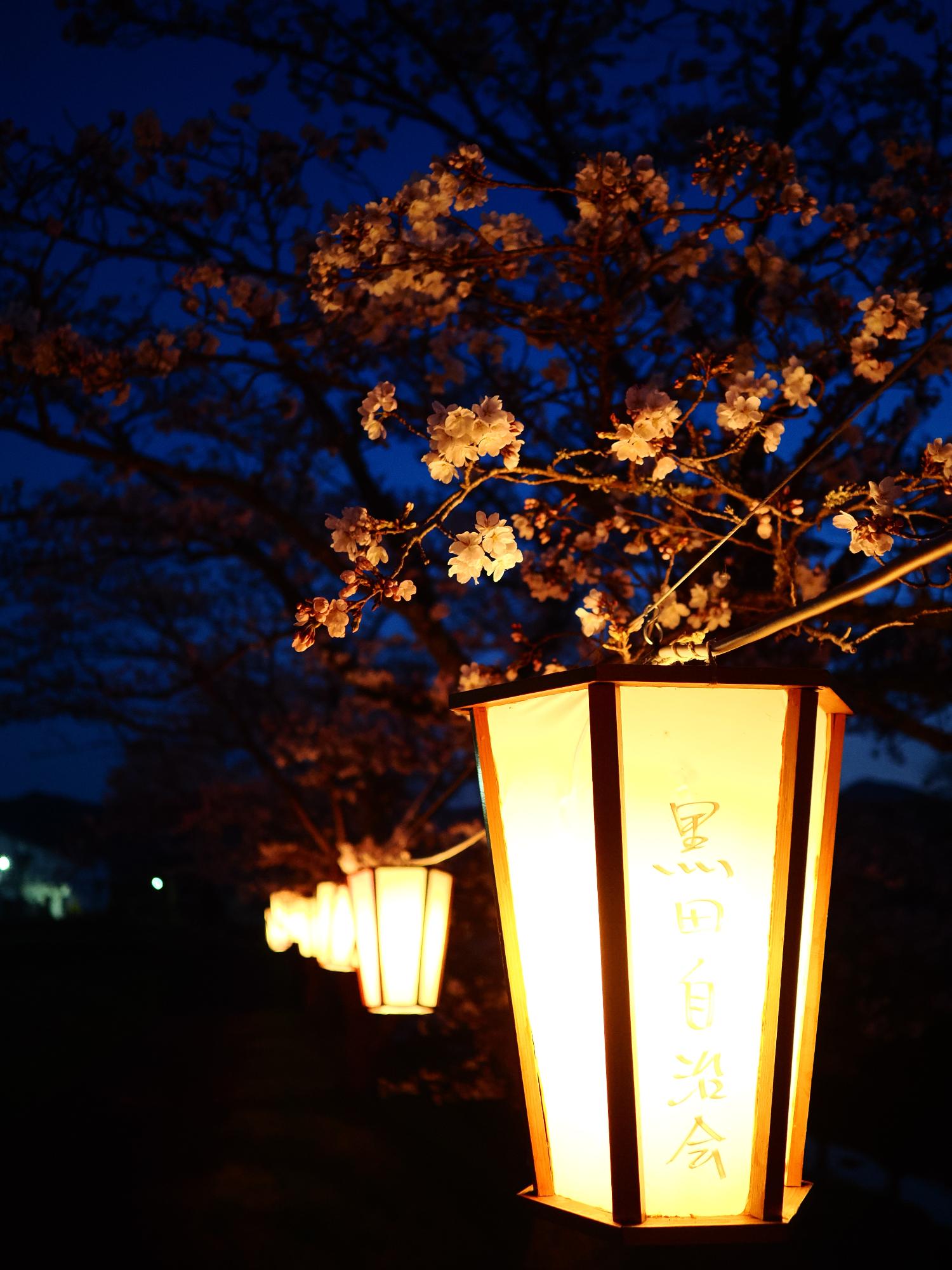 宮田川の桜並木2