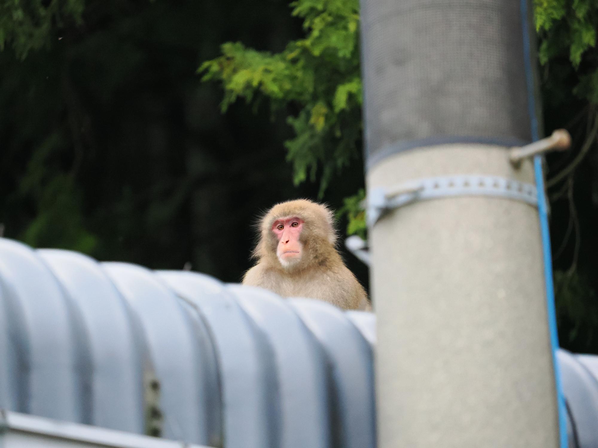 猿（フォト＠丹波篠山）