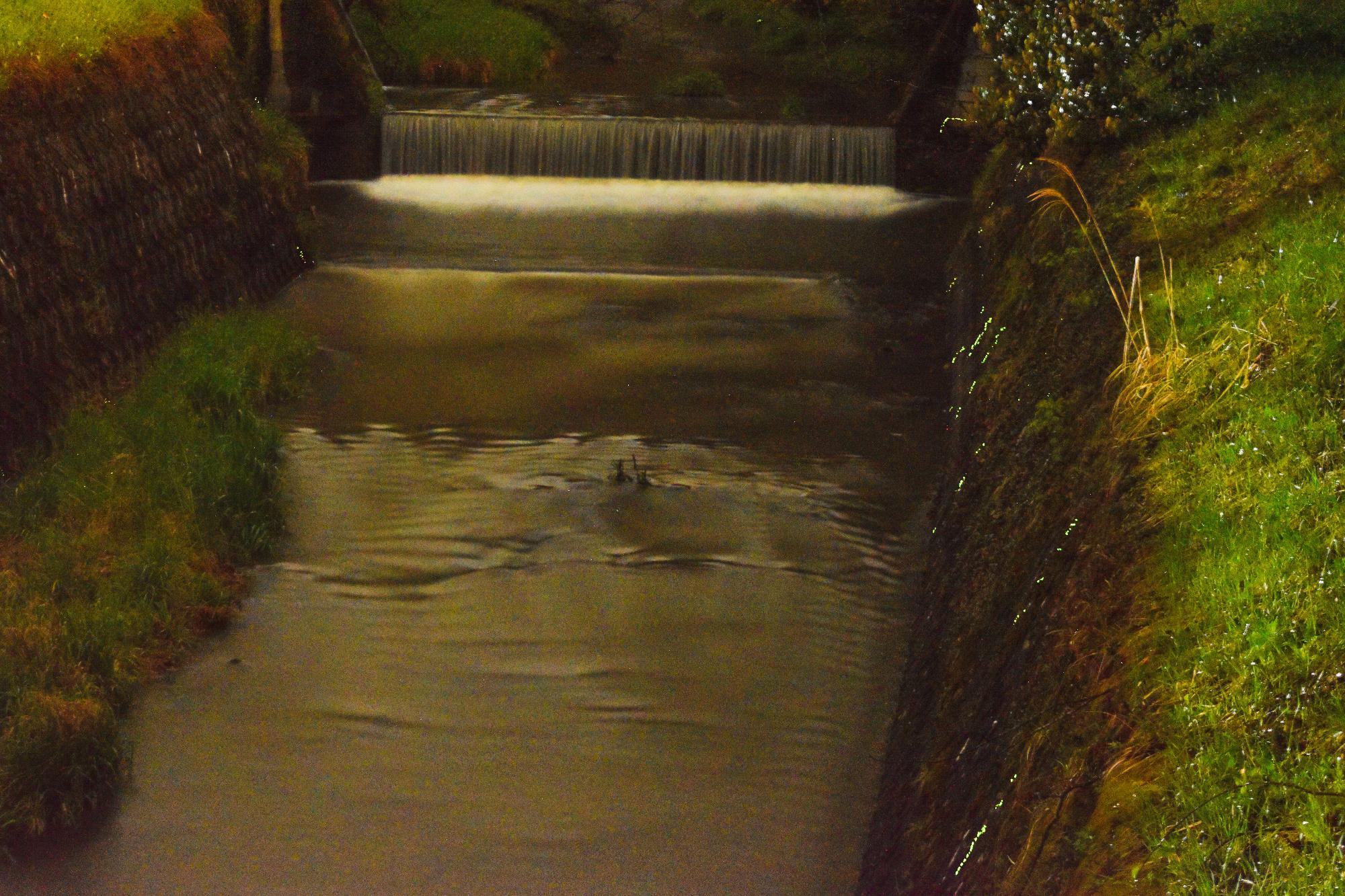 ゲンジボタル幼虫の上陸、続報（フォト＠丹波篠山）