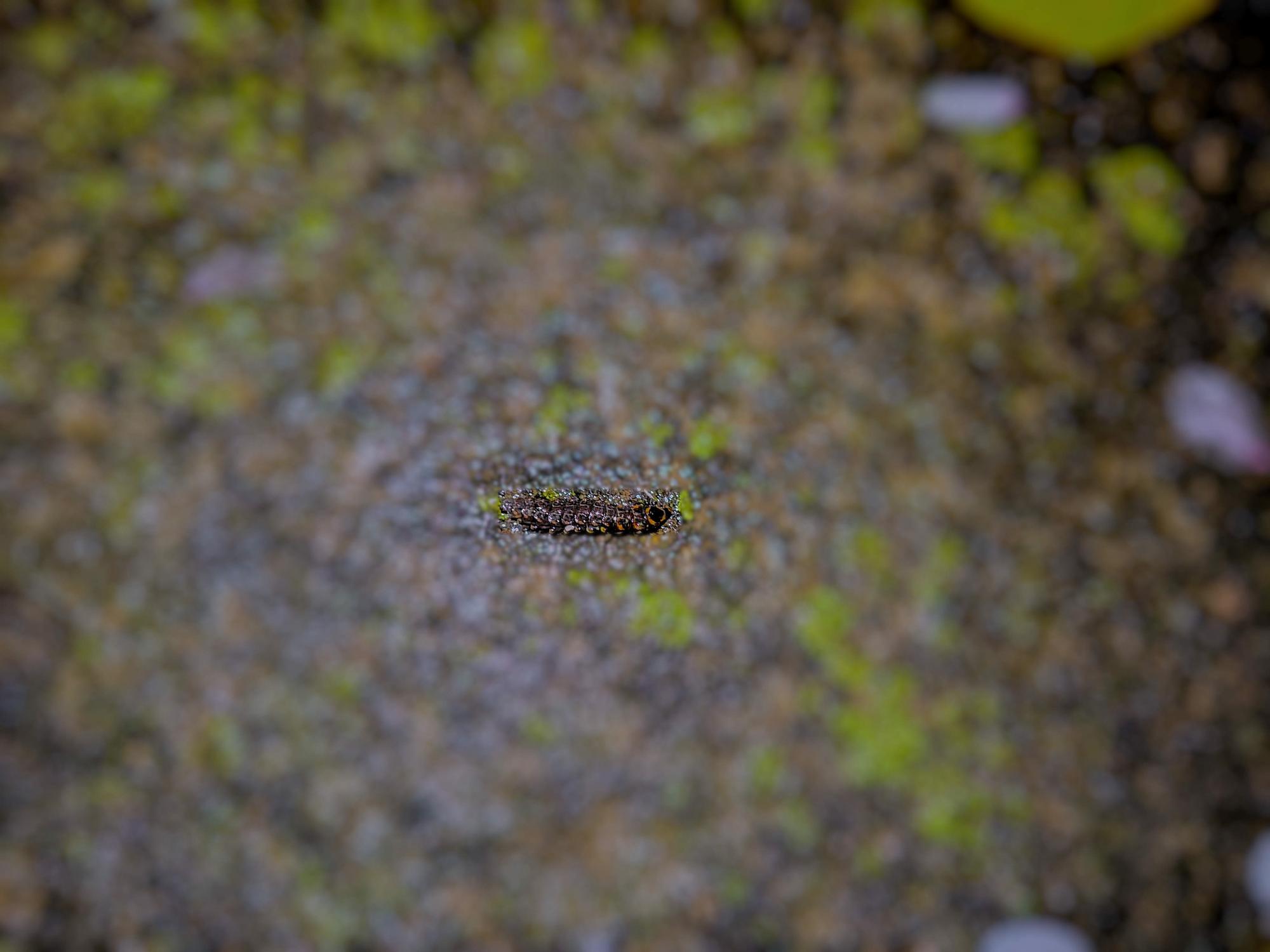 2026413_genjibotaru2