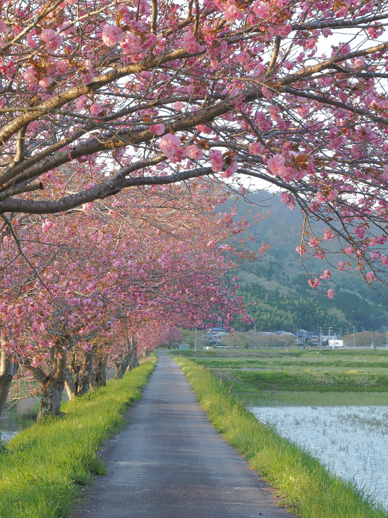 八重桜（フォト＠丹波篠山）