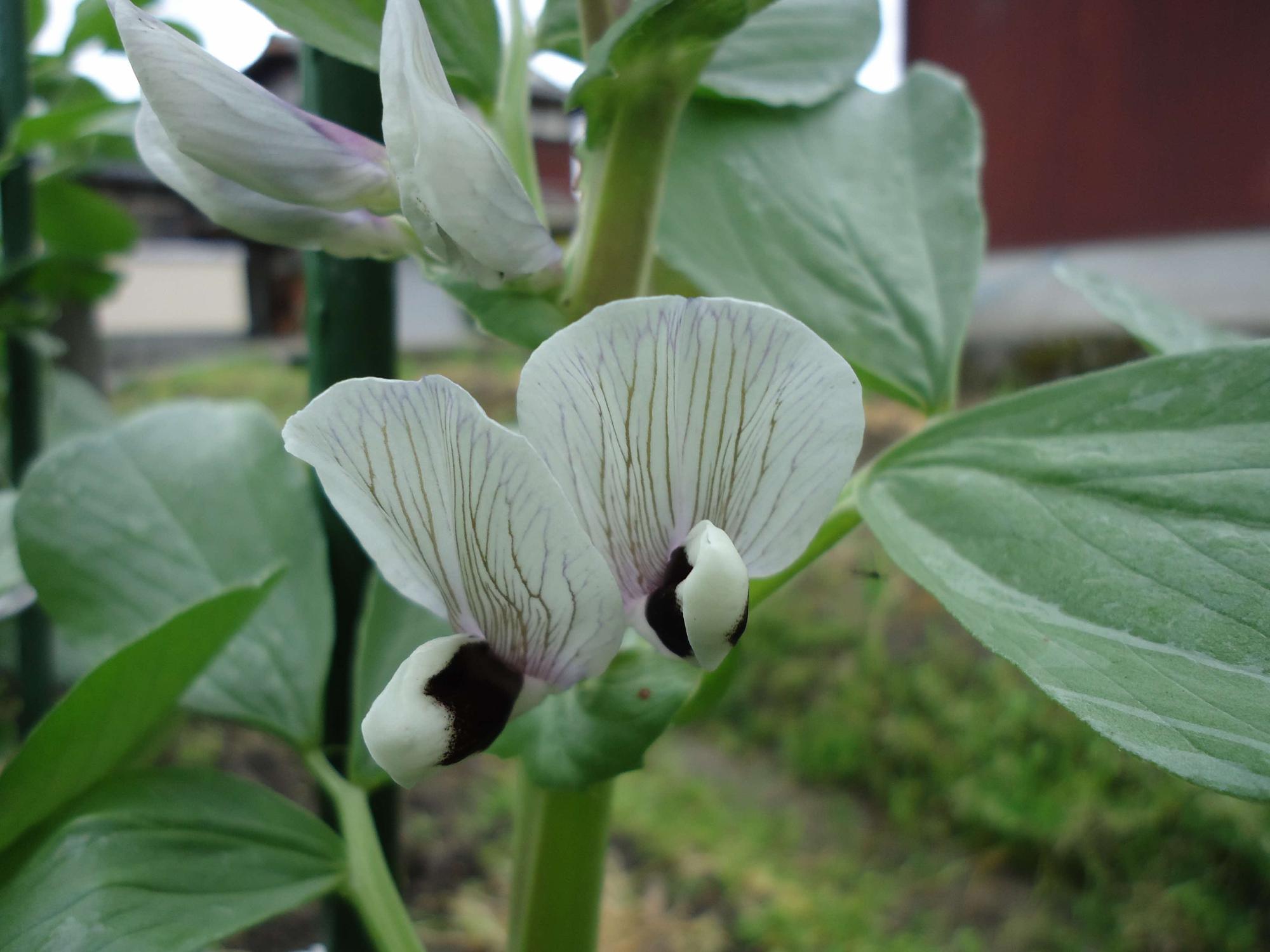 丹波篠山市池上
