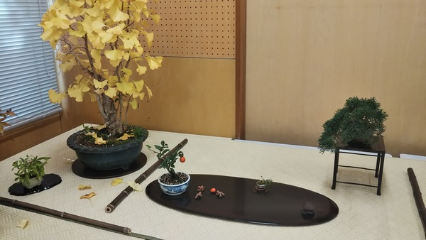 机のうえに展示された小さなイチョウの木と小さな植物