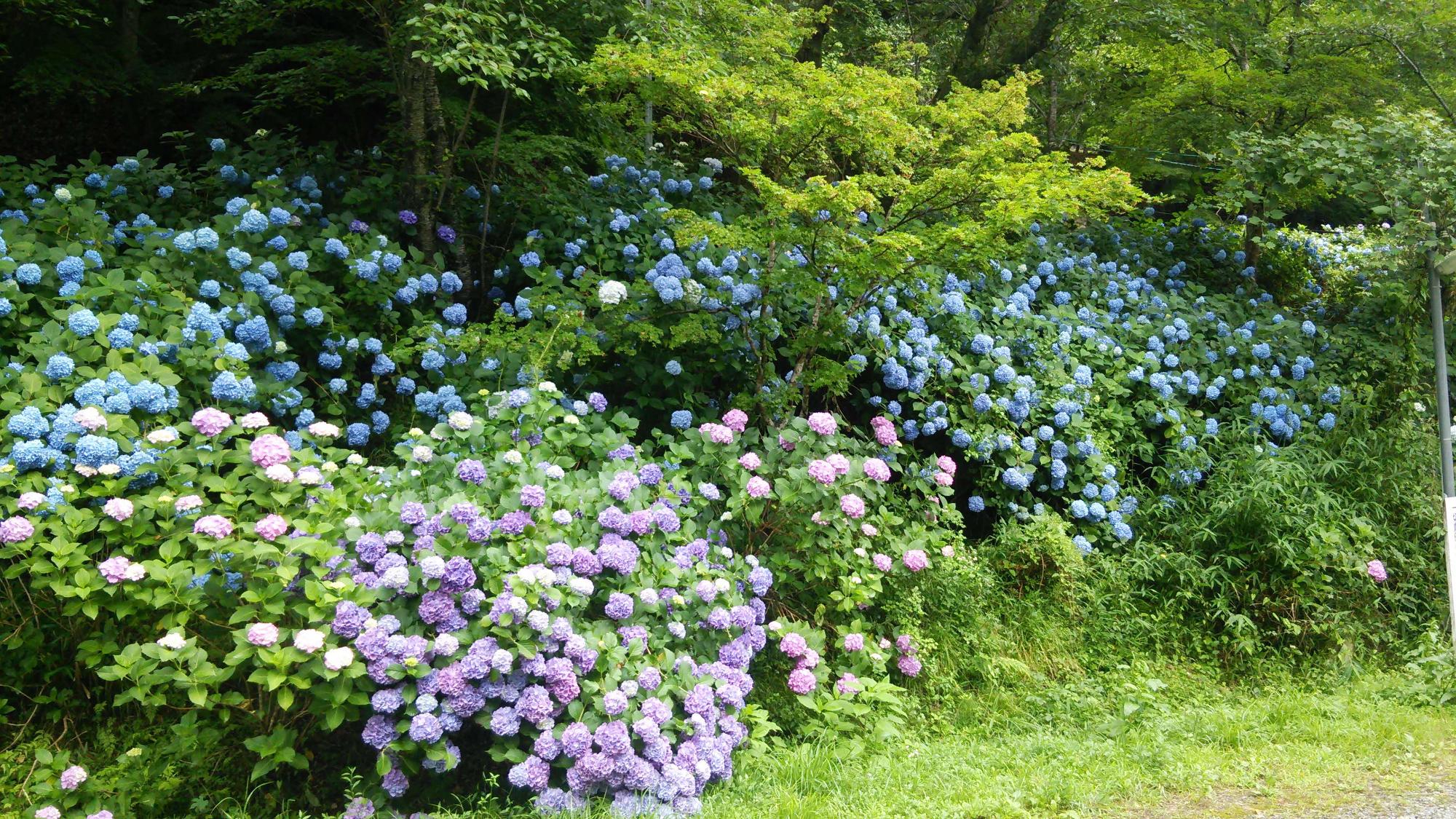 王地山のあじさいの写真(遠景)