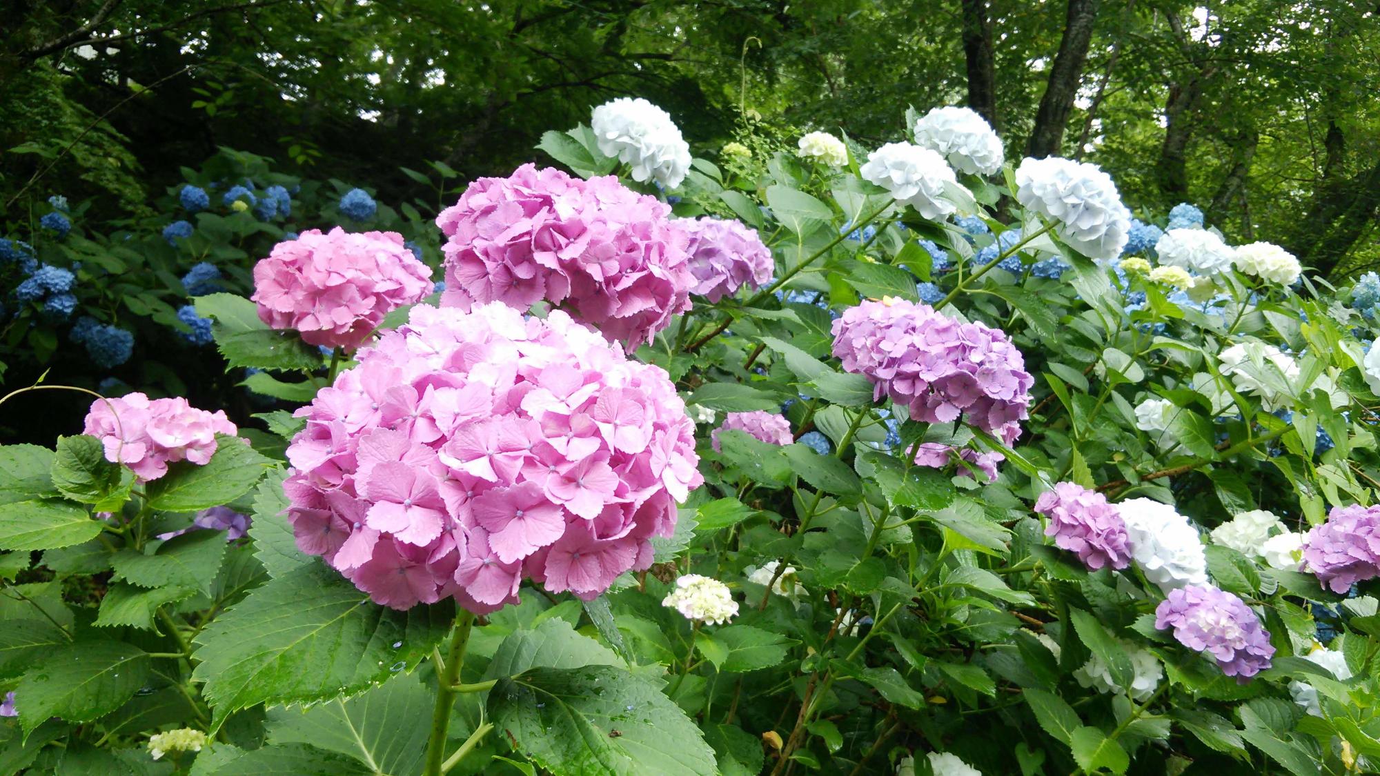 王地山のあじさいの写真(近景)