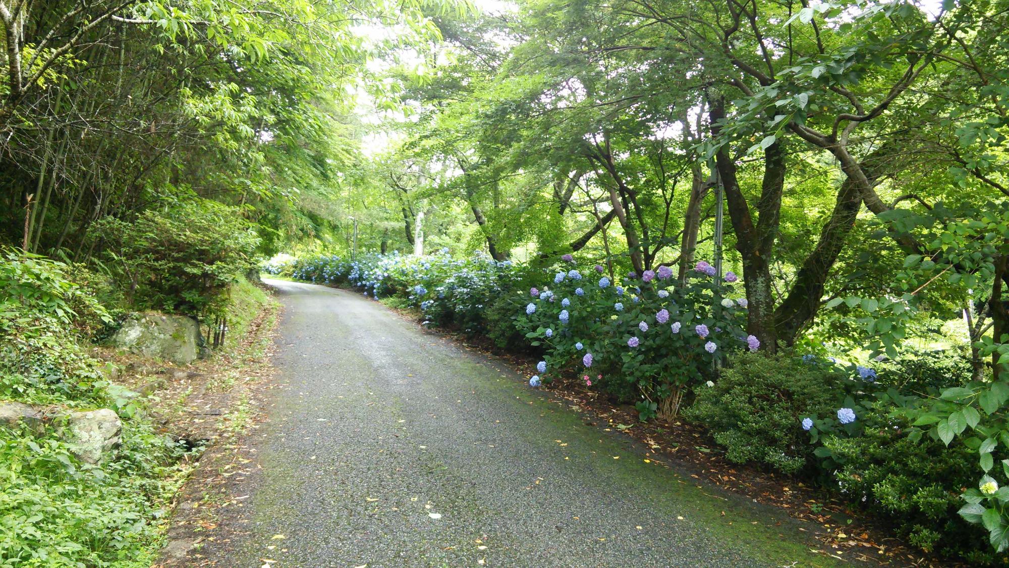 王地山のあじさいの写真(道路沿い)