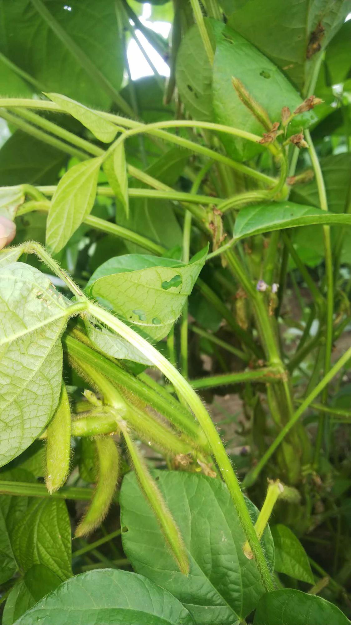 枝についている黒枝豆の実