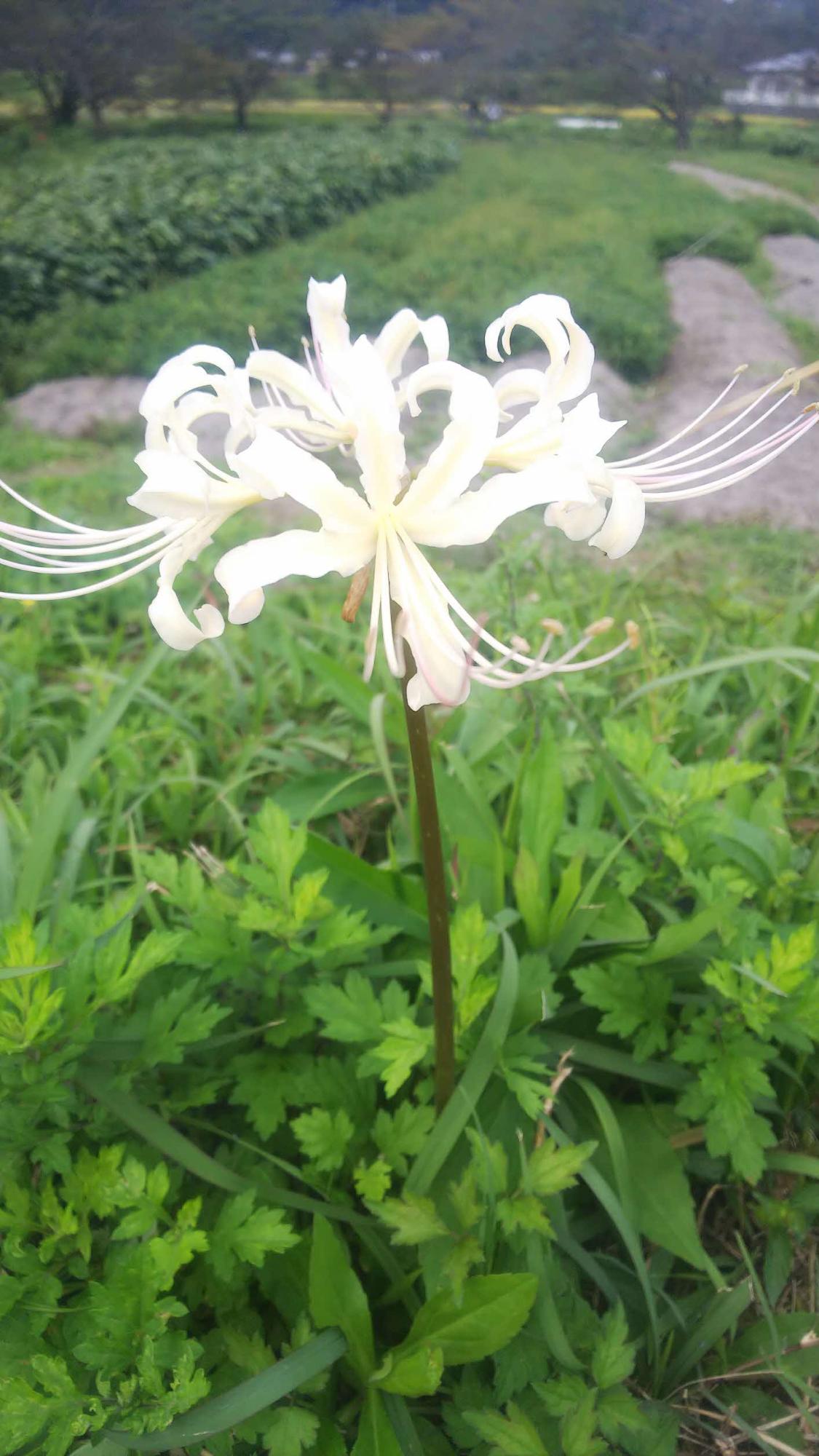 白い曼殊沙華の花