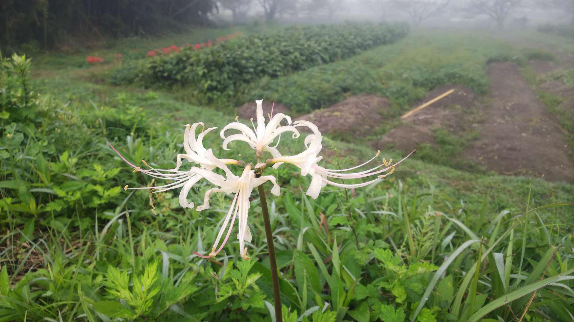 白い曼殊沙華の花