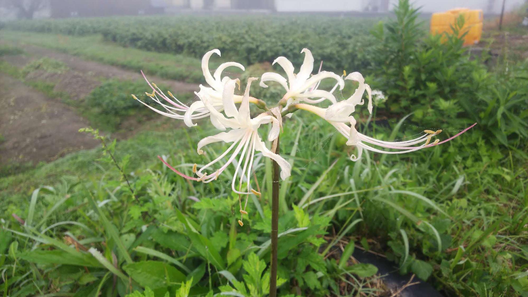 白い曼殊沙華の花