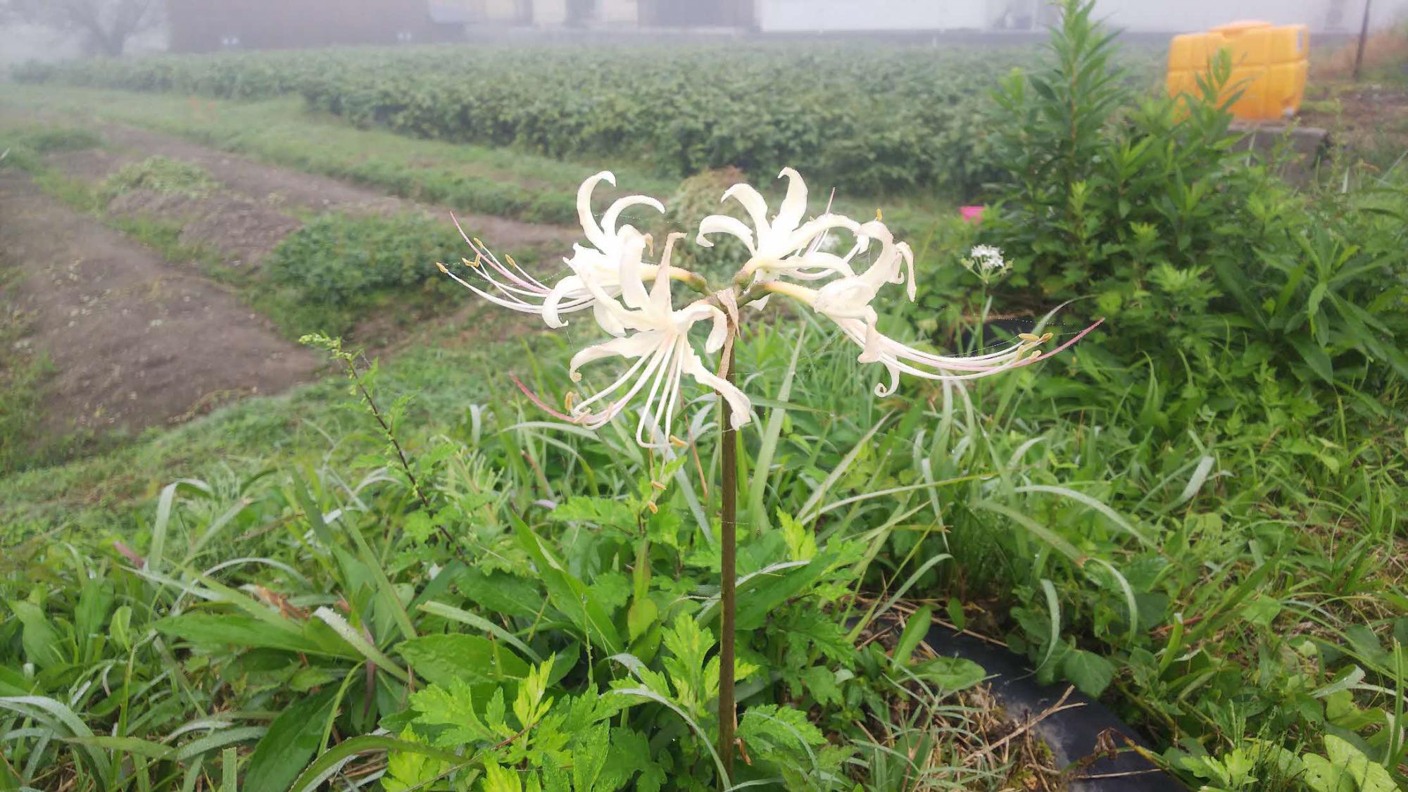 白い曼殊沙華の花