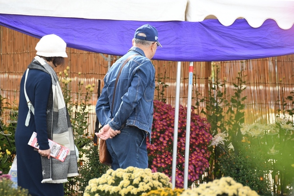 テント下で展示されている菊を鑑賞している男性と女性の写真