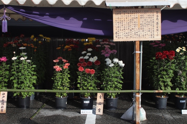 テントの下で色様々に美しく咲く青山賞と神戸新聞社賞の菊の写真