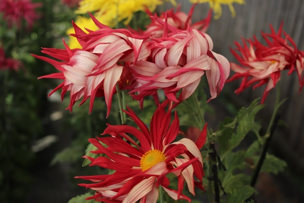 四輪の赤いお苗菊。花びらが様々な方向を魅せながら美しく咲いている写真