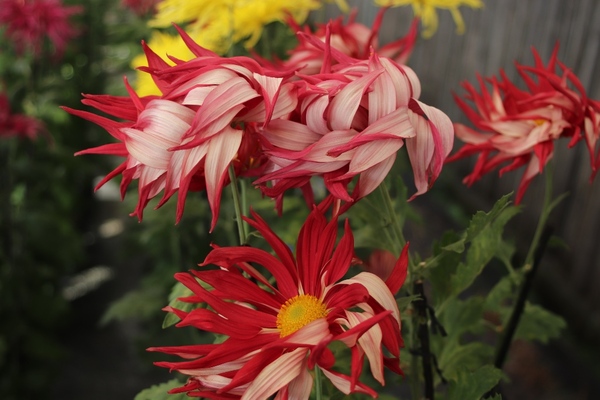 四輪の赤いお苗菊。花びらが様々な方向を魅せながら美しく咲いている写真