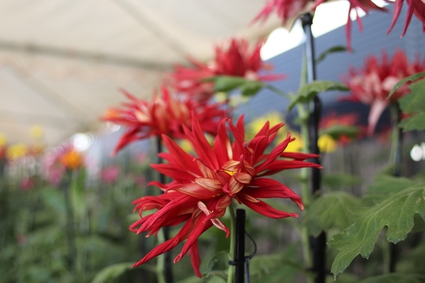 一輪の赤いお苗菊。花びらが様々な方向を魅せながら美しく咲いている写真