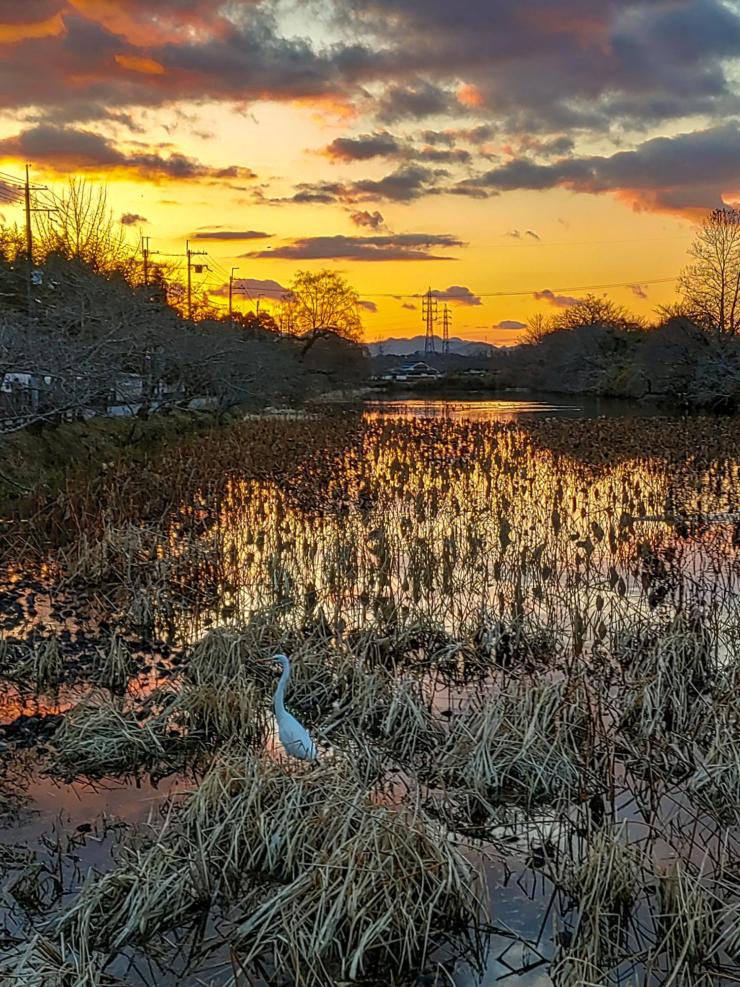 茜色に染まる篠山城南濠に佇むダイサギ