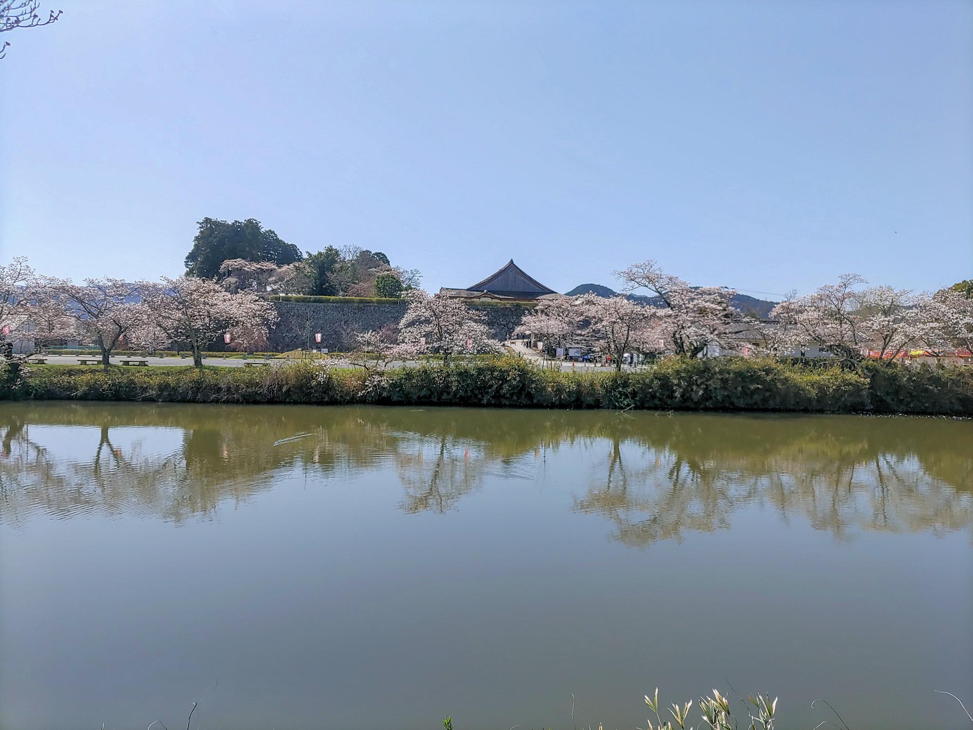 間もなく満開を迎える桜