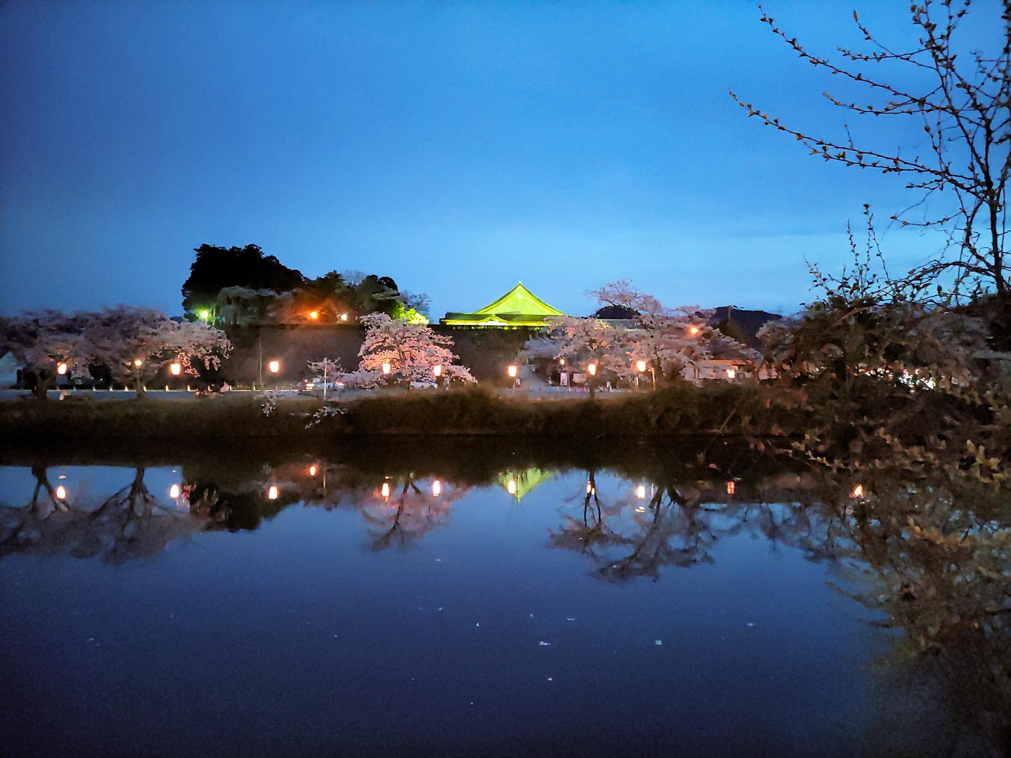 間もなく満開を迎える桜（夜桜）
