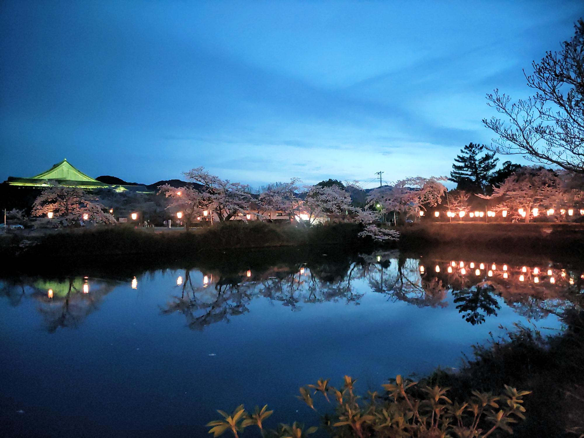 間もなく満開を迎える桜（夜桜）
