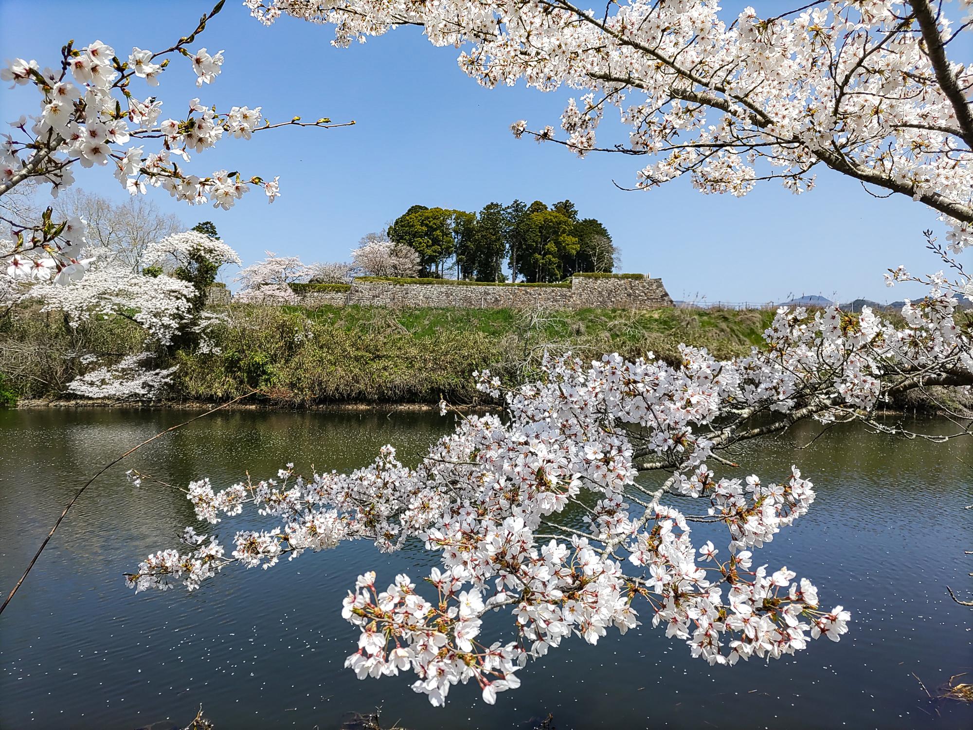 満開の桜と篠山城