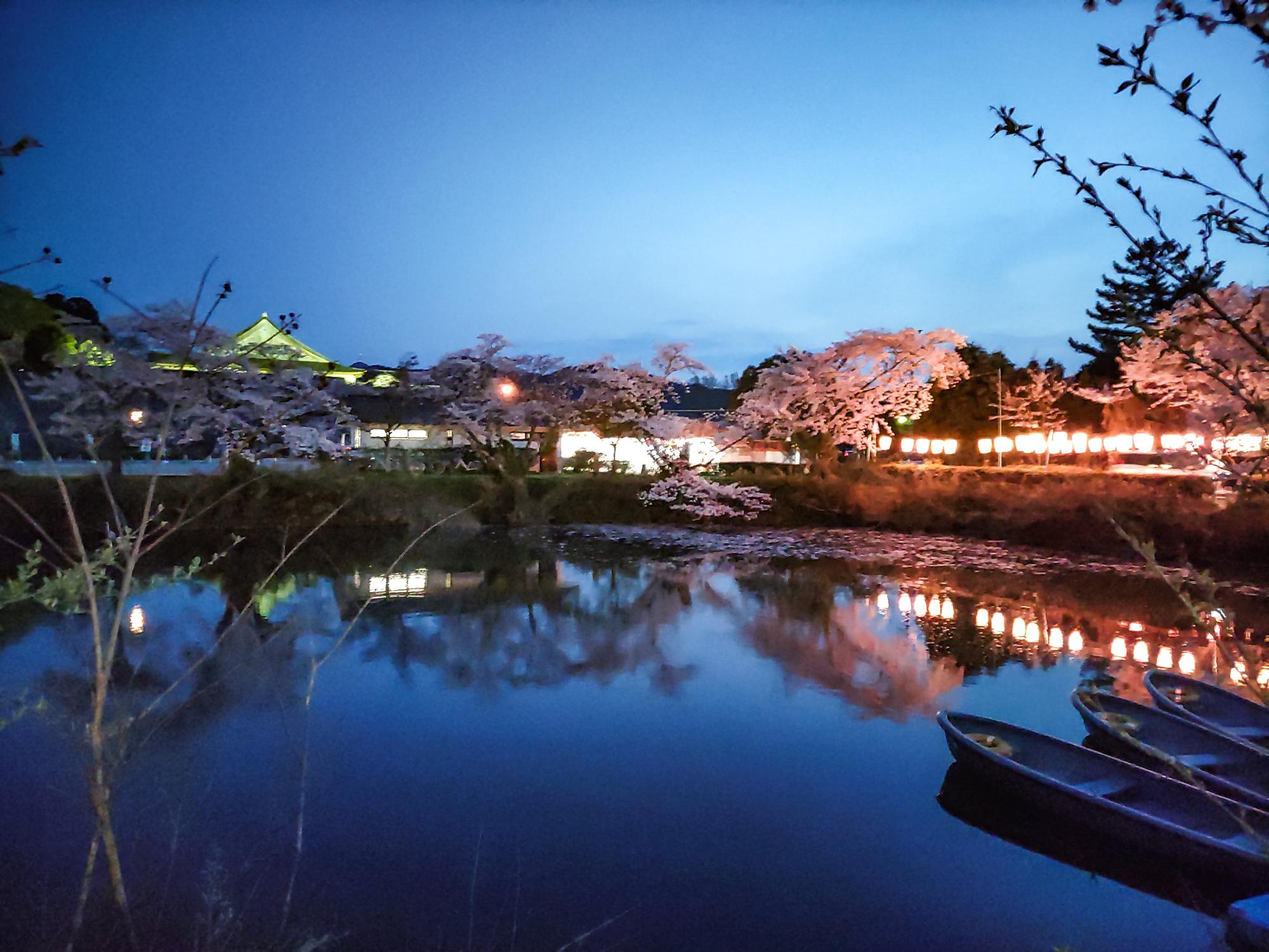 夜桜と大書院の風景（フォト＠丹波篠山）／丹波篠山市