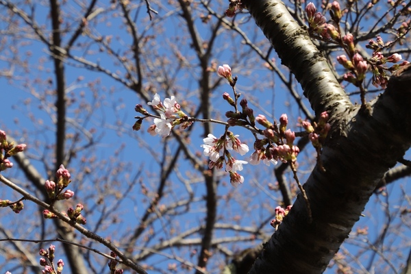 桜のつぼみが6輪ほど開花している桜の木の拡大写真
