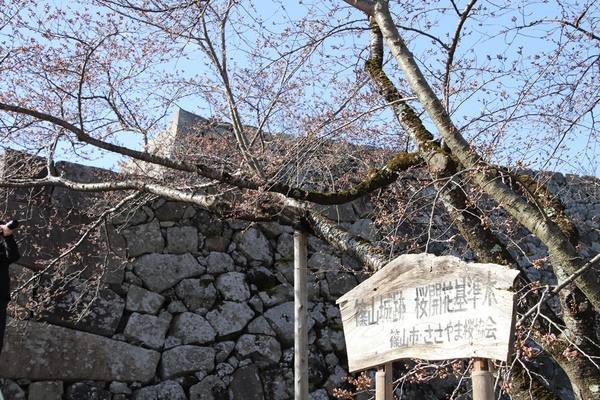 篠山城跡桜開花基準木とかかれた木の看板の隣につぼみを着けた大きな桜の木と城跡と青空