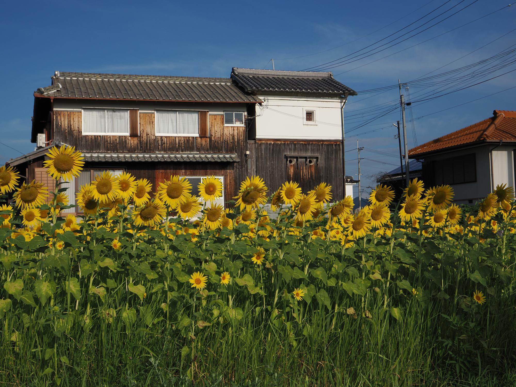 20250812himawari3